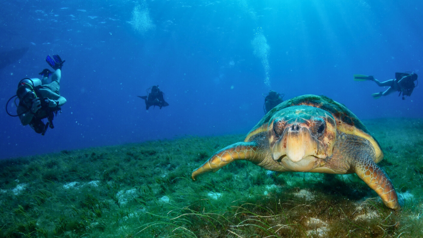 00 cover -3-diverscozumel-newsletter