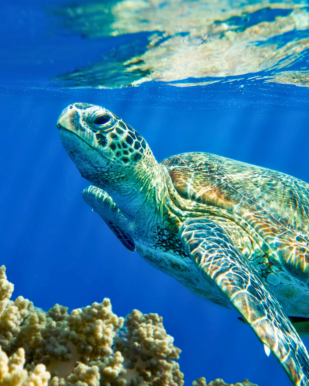 newsletter-cozumel