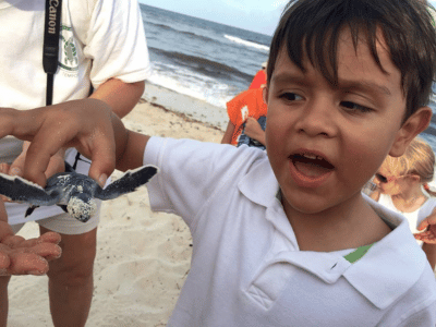 tortuga-cozumel-parques