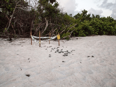 Tortuga-cozumel-