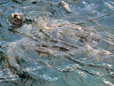Tortuga-cozumel-