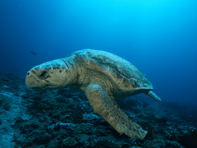 Tortuga-cozumel-
