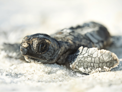 Tortuga-cozumel-
