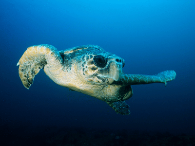 Tortuga-cozumel-