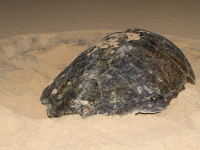 Tortuga-cozumel-