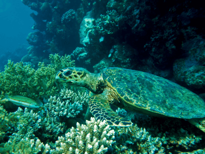 Tortuga-cozumel-
