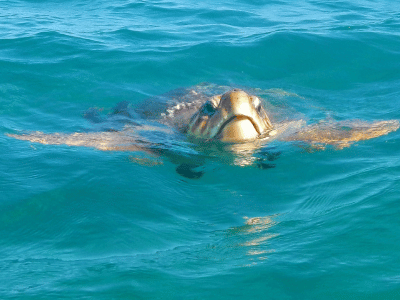 Tortuga-cozumel-