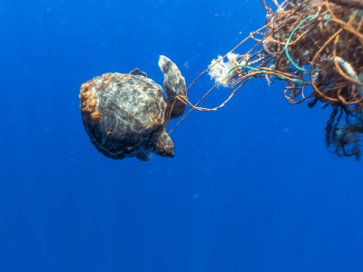 Tortuga-cozumel-