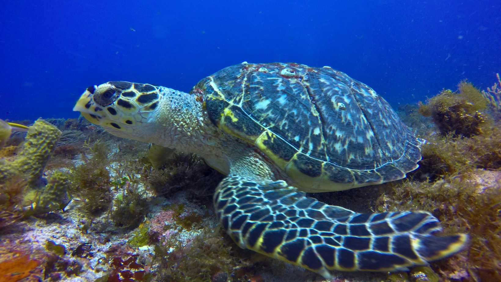 turtle-season-cozumel