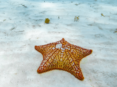 cozumel