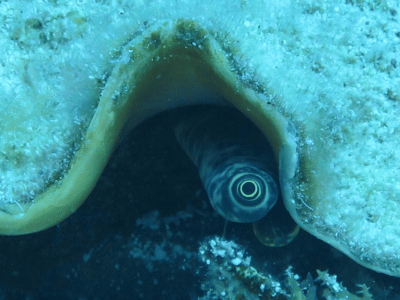 cozumel