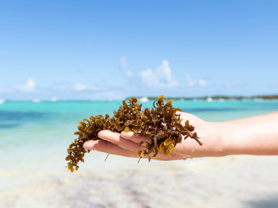 cozumel-sargassum