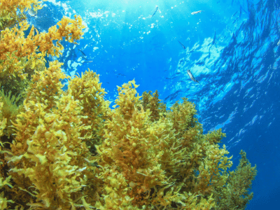 cozumel-sargassum