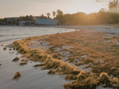 playa-sargassum