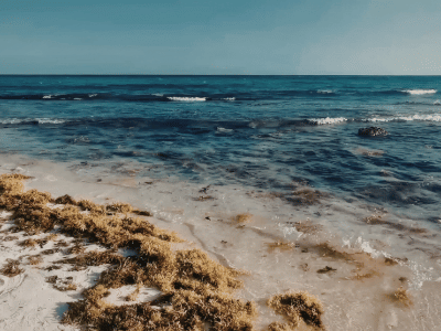 cozumel-seaweed