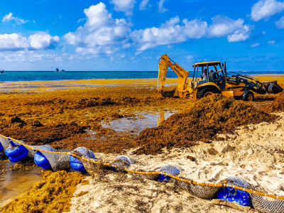 sargassum-riviera-maya