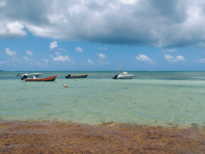 cozumel-sargassum