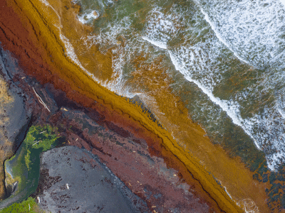 cozumel-sargassum