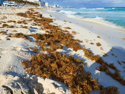 cancun-seaweed