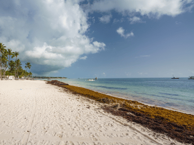 puntacana-sargassum