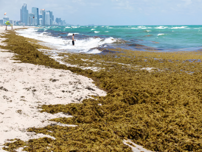 seaweed-miami