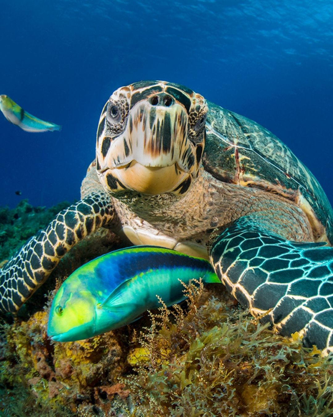 reef-newsletter