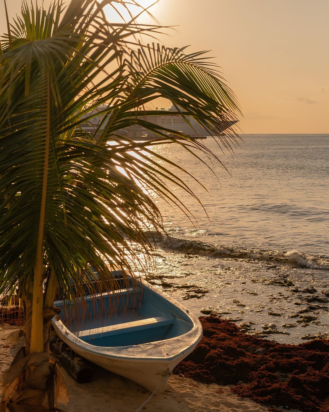 seaweed-cozumel