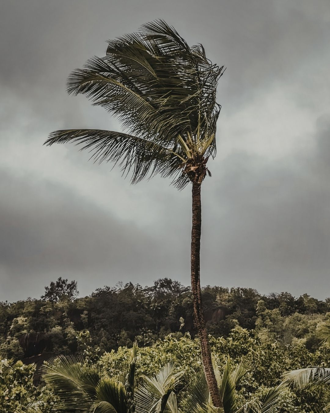 hurricane-newsletter