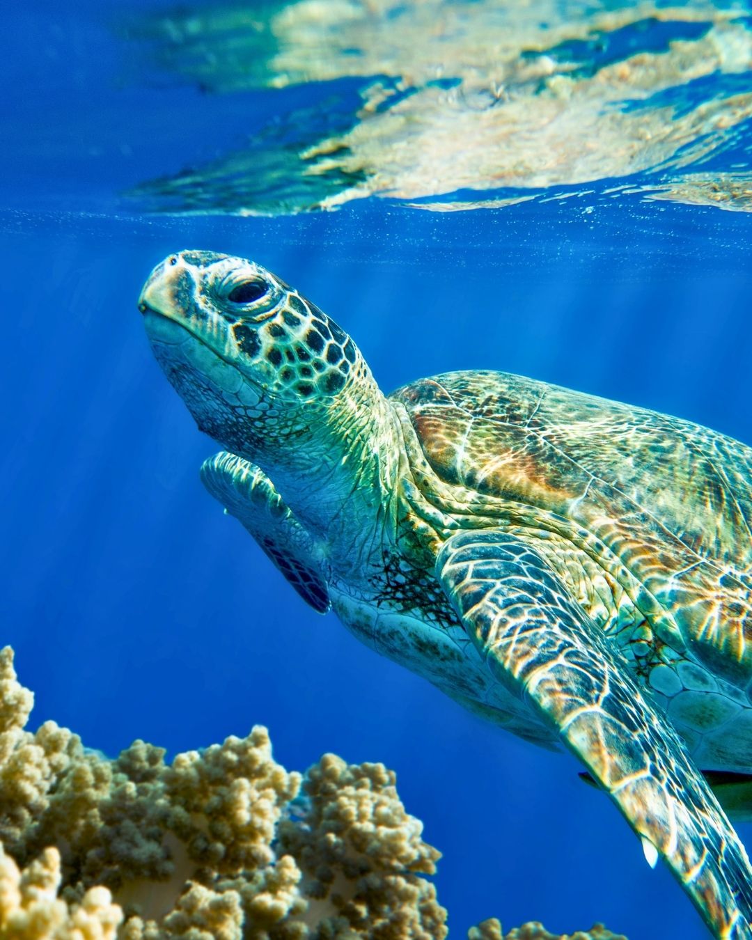 sea-turtle-newsletter